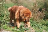 DOGUE DU TIBET 604